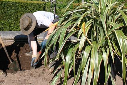 Moving a large Phormium. Image: Stephen Record/RHS