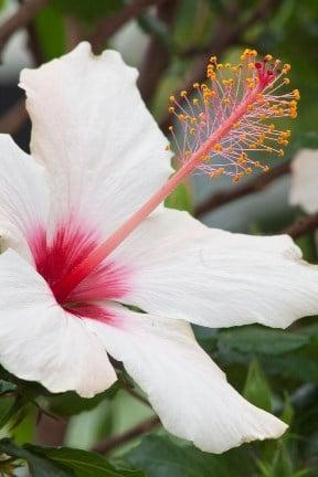 Hibiscus rosa-sinensis 'Apple Blossom' RHS/Carol Sheppard