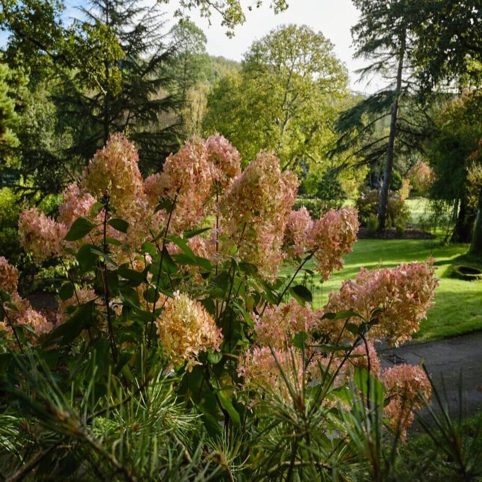 Hydrangeas enjoy partial shade