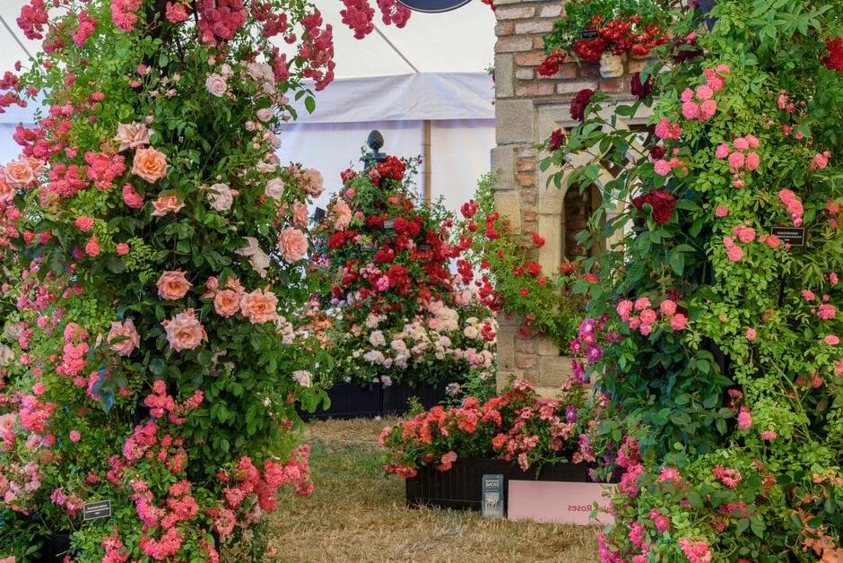 Festival of Roses at RHS Hampton Court