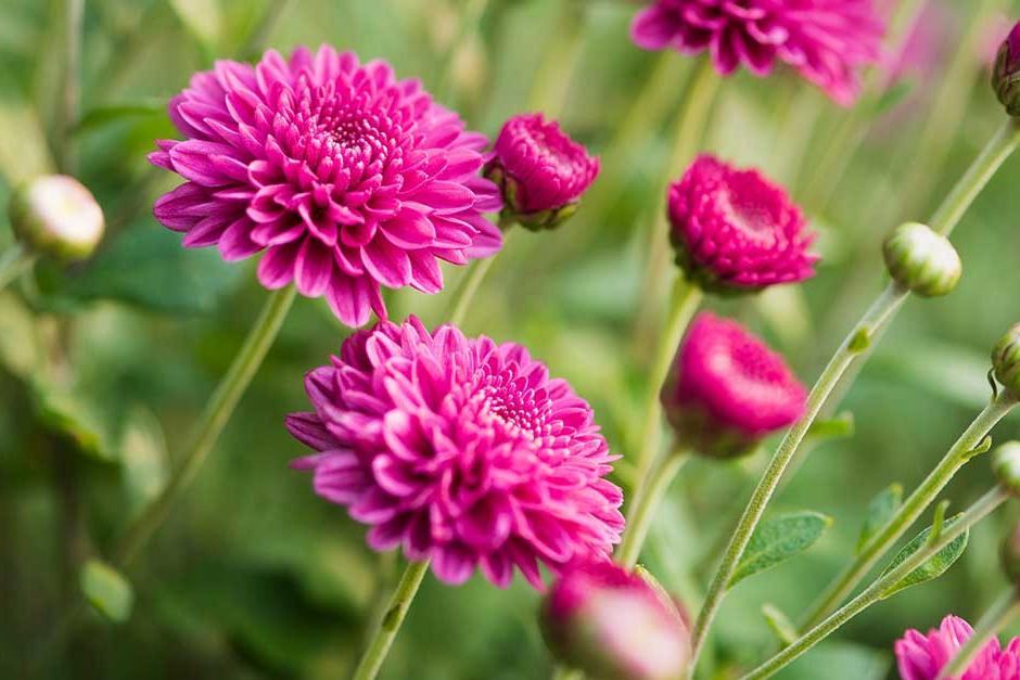 Discover chrysanthemums