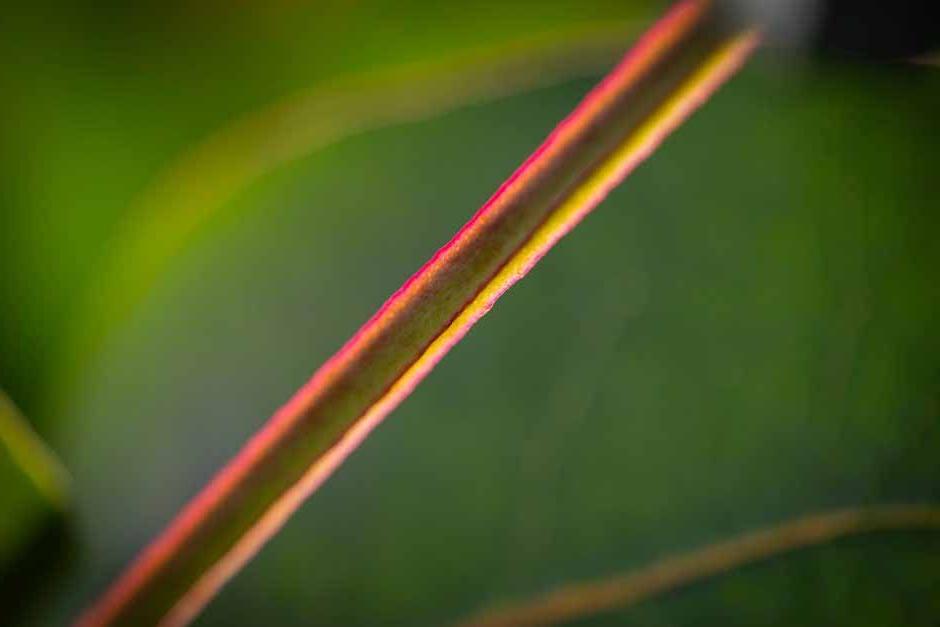 Eucalyptus neglecta