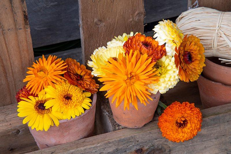 Mixed calendula in a pot