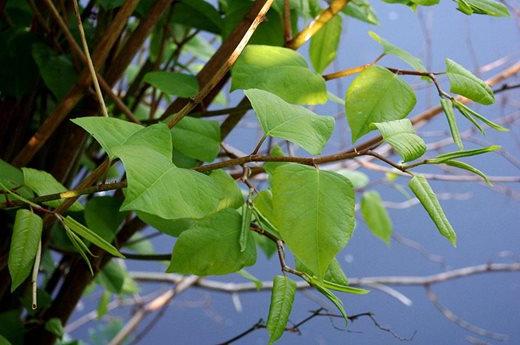 Japanese knotweed