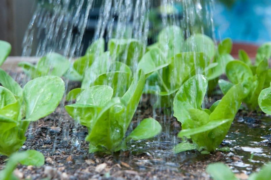 Water is vital for these lettuce seedlings to grow and develop