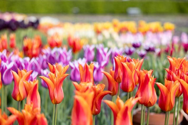 Tulips at RHS Plants