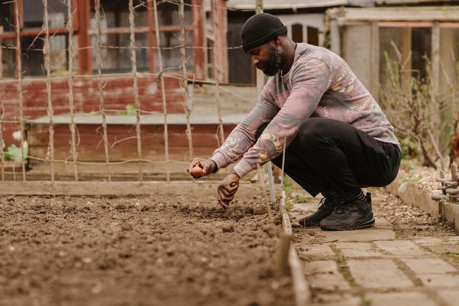 A gardener planting shallots at an allotment