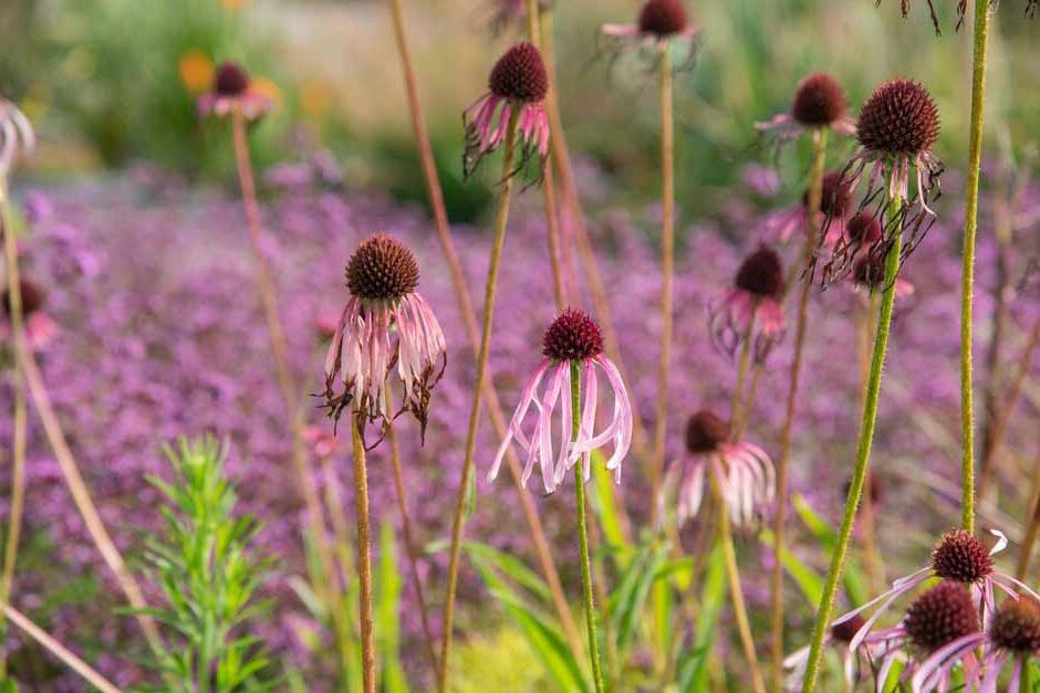 Key plants in the garden