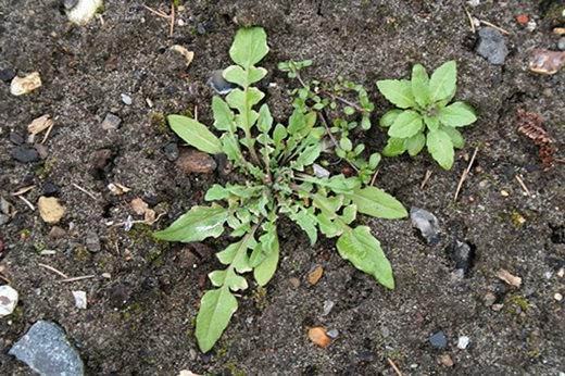 Shepherds purse