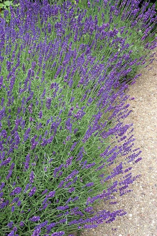 Lavender spilling over onto a path