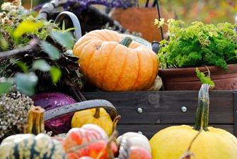 An October display of pumpkins, squash, red cabbage and potted parsley