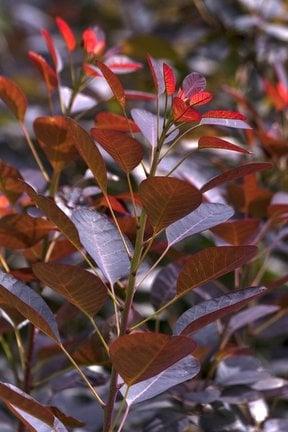 <EM>Cotinus coggygria</EM> 'Royal Purple'