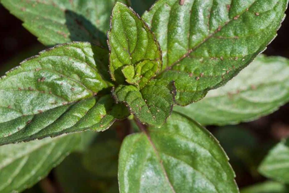 Key plants in the garden