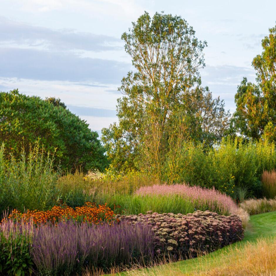 Fleshy Hylotelephium and many grasses are drought tolerant