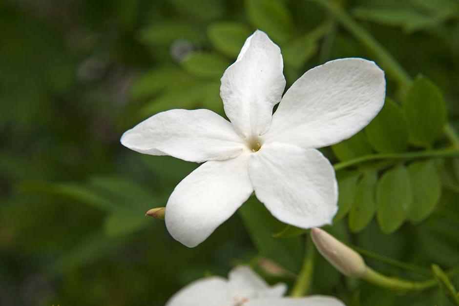 Discover jasmine