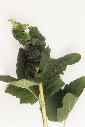 Permanent currant aphid (<EM>Aphis schneideri</EM>) damage