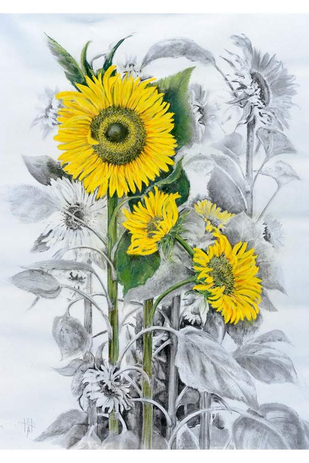 Helianthus annuus artwork