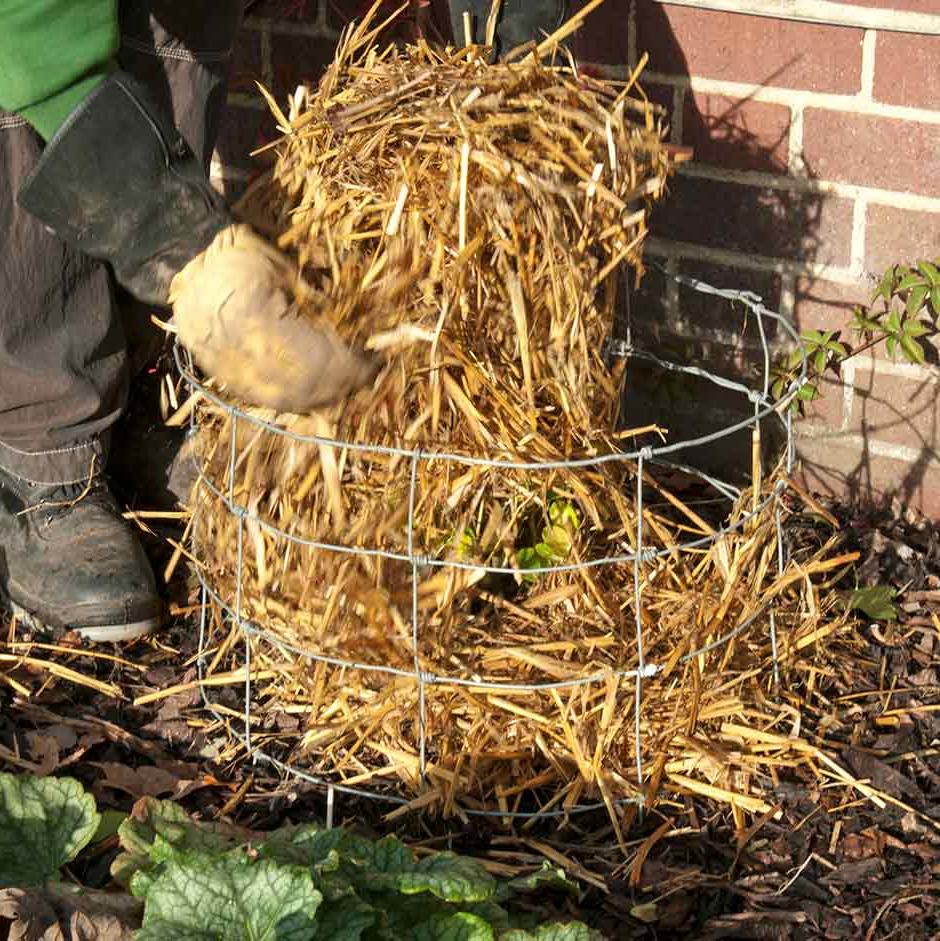 Packing insulating materials around a young plant