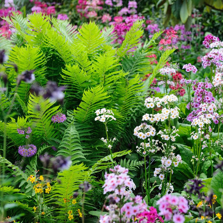 Candelabra primulas and ferns combine well in damp shade