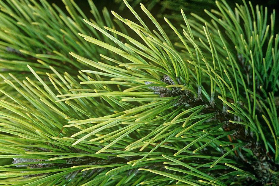 Pinus mugo 'Ophir'