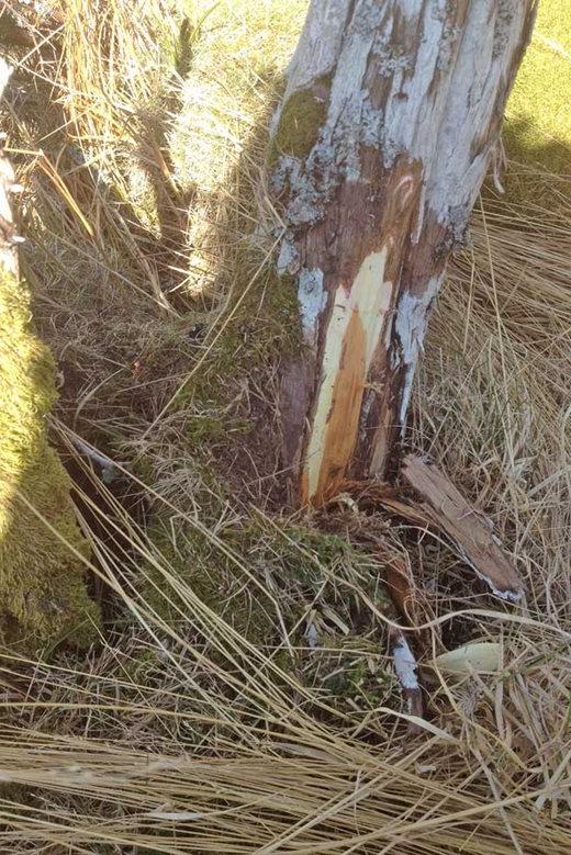 Phytophthora austrocedri on juniper