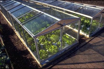 coldframes and mini-greenhouses