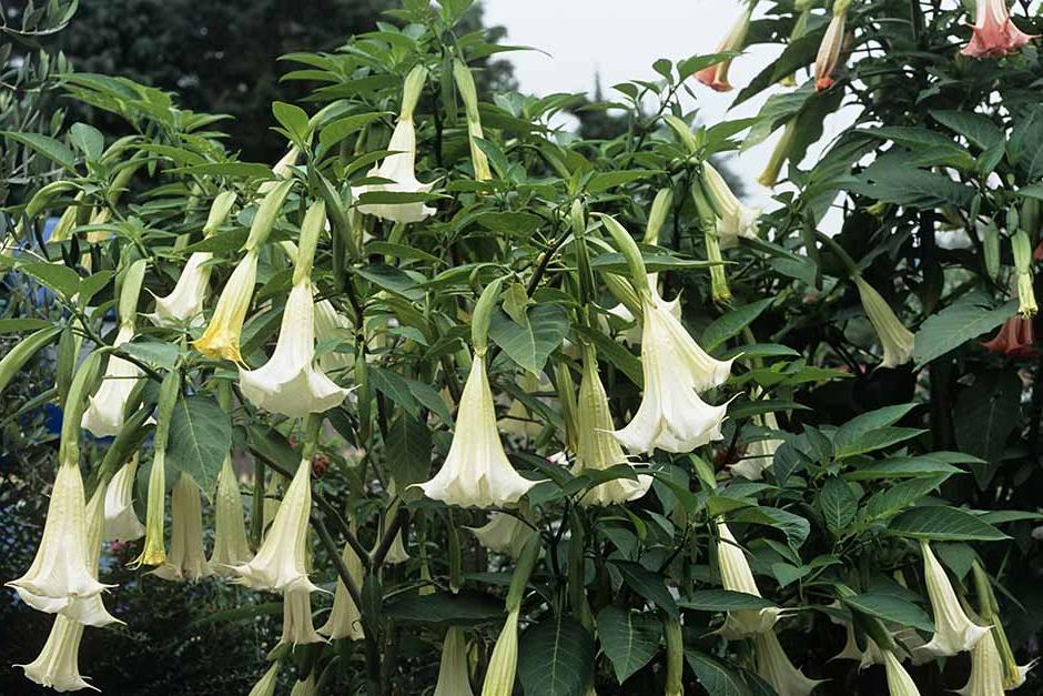 Discover brugmansia