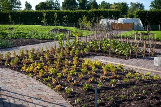 Plants starting to fill a ground-level border