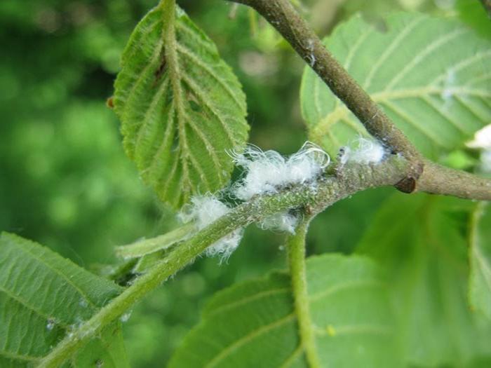 Alder sucker nymphs