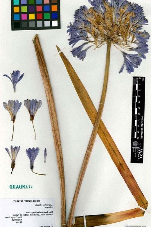 Agapanthus sample