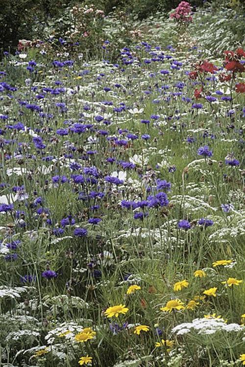 Blue cornflowers combine well with lacy Ammi