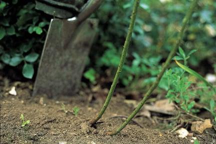 Propagating using suckers is a useful way of increasing stock of some shrubs and trees. Image: RHS