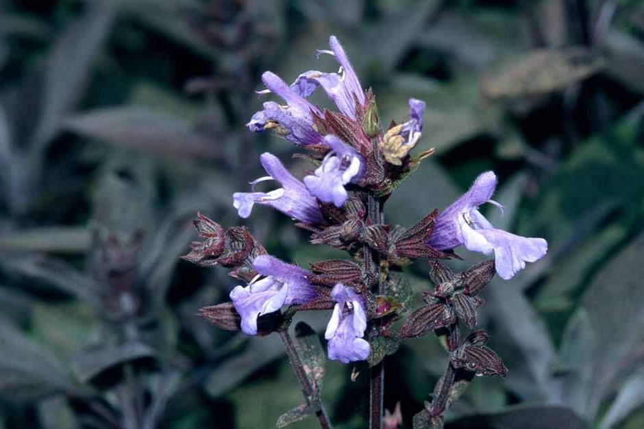 Key plants in the garden