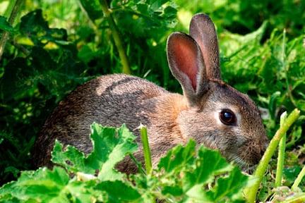 Rabbit. Image: ©www.gardeningworldimages.com