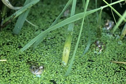 Frogs seem to be attracted to light. Credit: RHS.