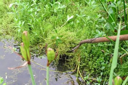 New Zealand pygmy weed choking a pond. Credit: RHS Advisory.