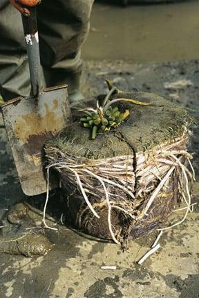 Pond plant propagation