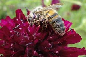 Bee on knautia