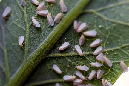 Glasshouse whitefly <EM>Trialeurodes vaporariorum</EM> Image: ©www.gardenworldimages.com