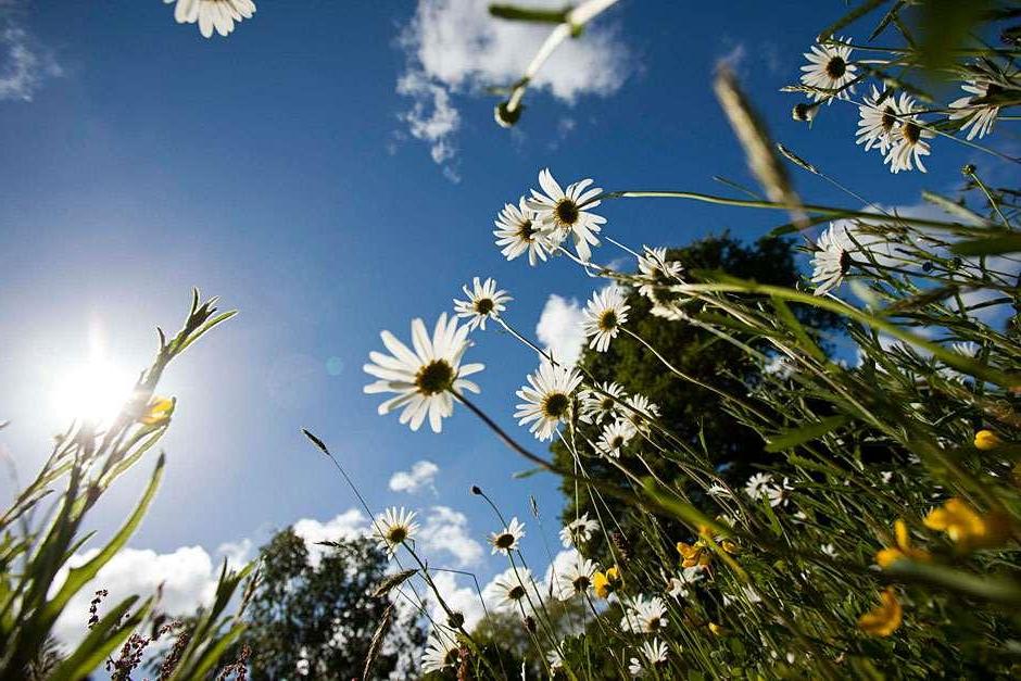 Most wildflowers like a sunny spot, but there are options for light shade too