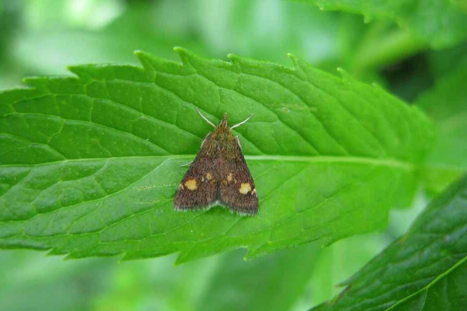 RHS guide to plants for moths