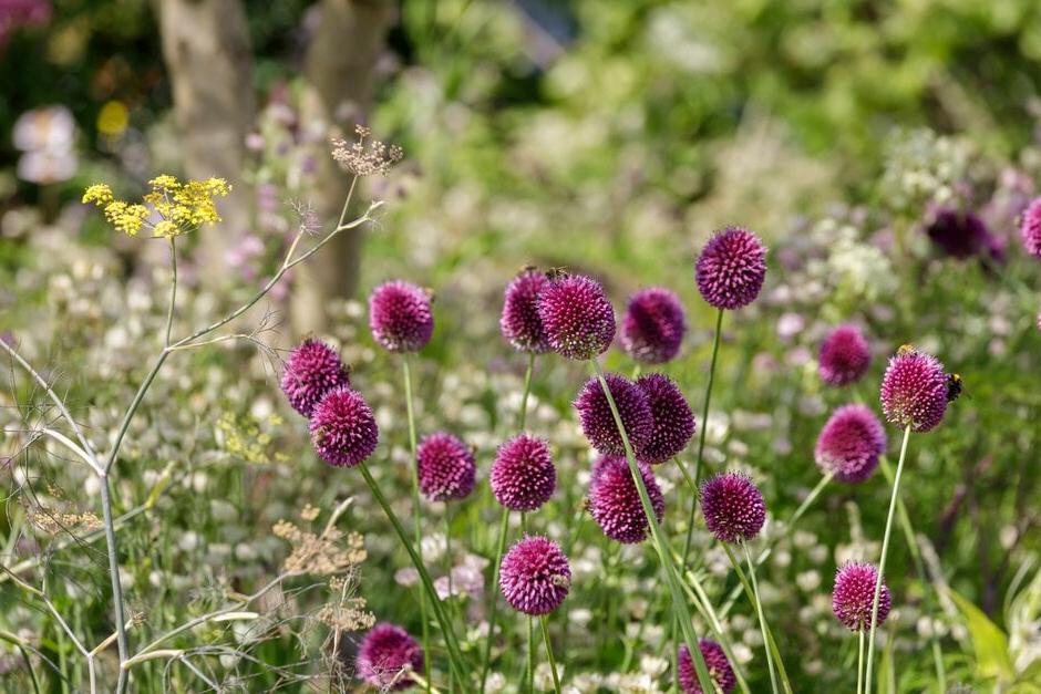 The Working From Home Garden