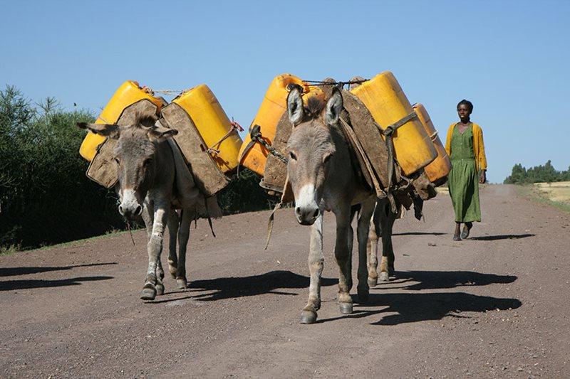 Working donkeys in Ethiopia by The Donkey Sanctuary