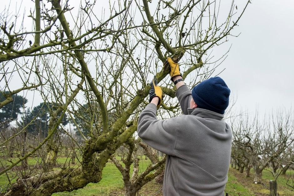 Prune out selected branches completely or cut back to a side branch lower down  @RHS/Jonna Kossak