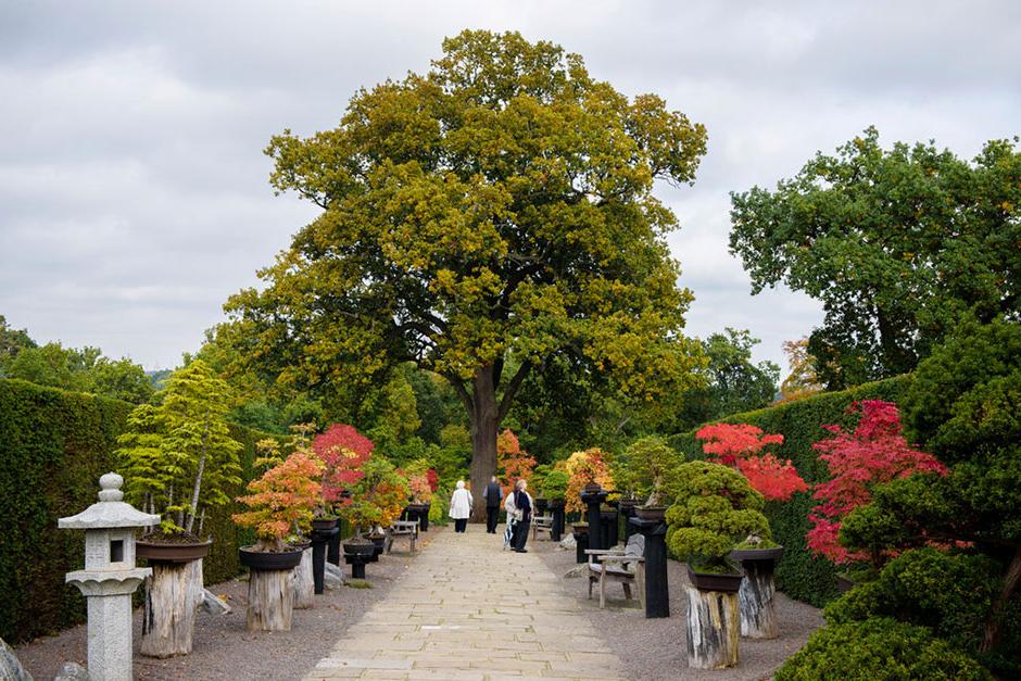 See the Herons Bonsai Walk at RHS Wisley