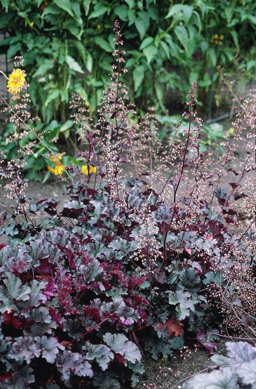 Heuchera 'Purple Petticoats'