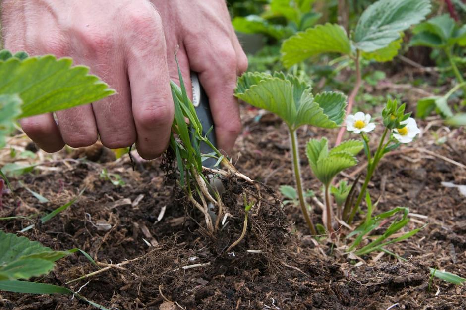 Weeding between strawberry plants