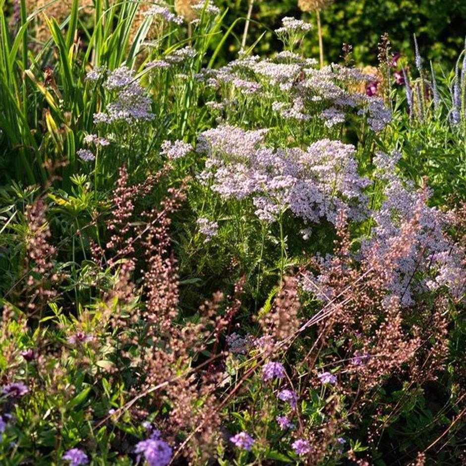 Many plants thrive in chalky soils