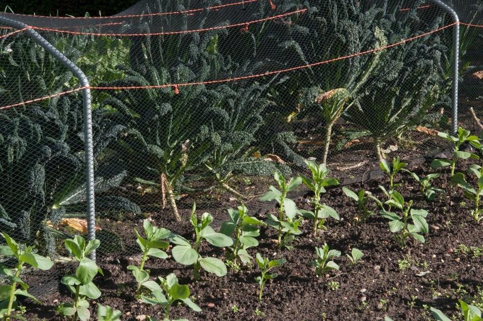 Autumn-sown broad beans and netted cavolo nero kale