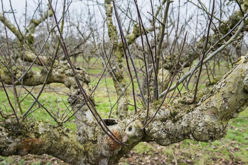 Heavy pruning stimulated growth of numerous watershoots ©RHS\Jonna Kossak